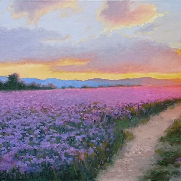 Phacelia Fields at Sunset
20x40